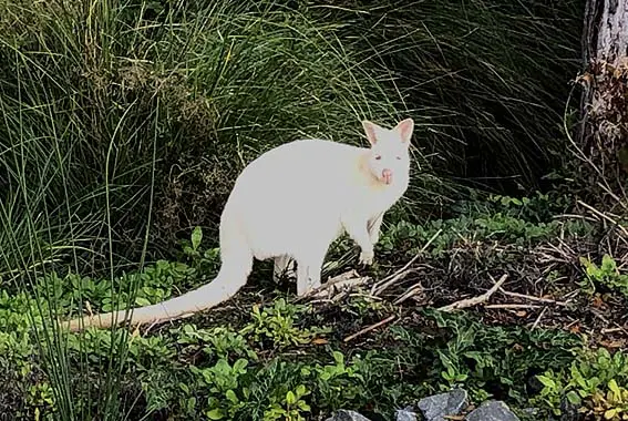 Bruny Island - Day 2