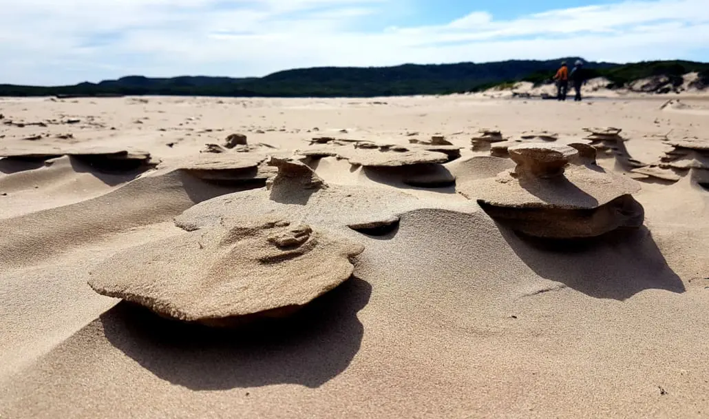 Tarkine-Walking-Tours-Tasmania