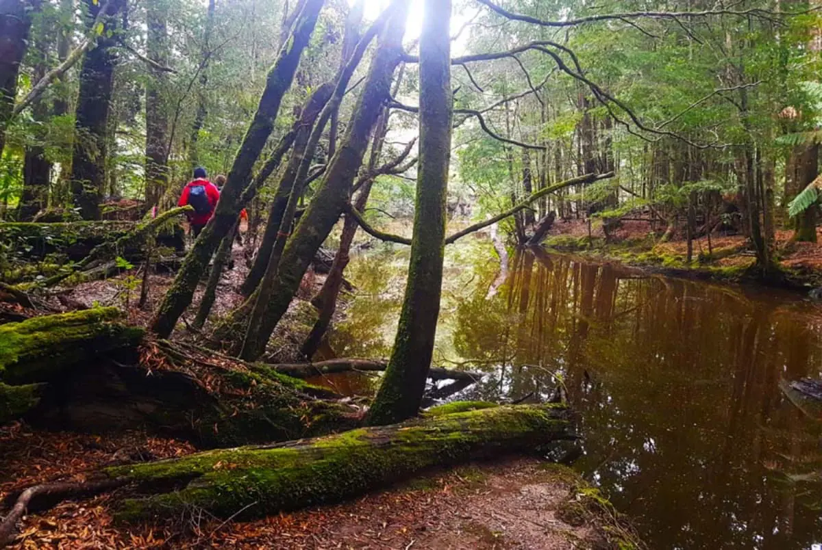 Tarkine Local Guides